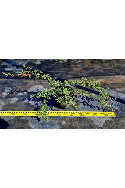 Кизильник Даммера Майор - 3л/вис.5-10см/Ø60-100см